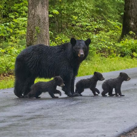 Mountain Eden, Hot Tub, Resort Pool, Wifi, 1089 Free Tickets Each Paid Day, Dollywood And More Gatlinburg Bagian luar foto
